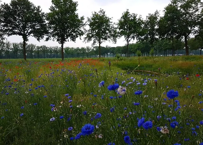 Dreams * Vorstenbosch