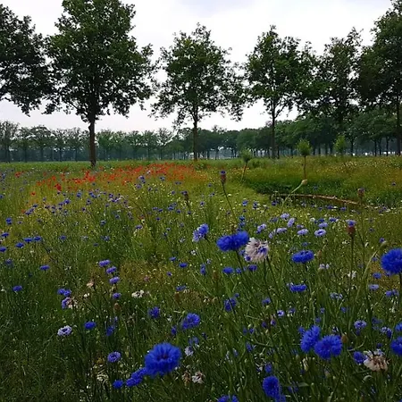 Dreams * Vorstenbosch